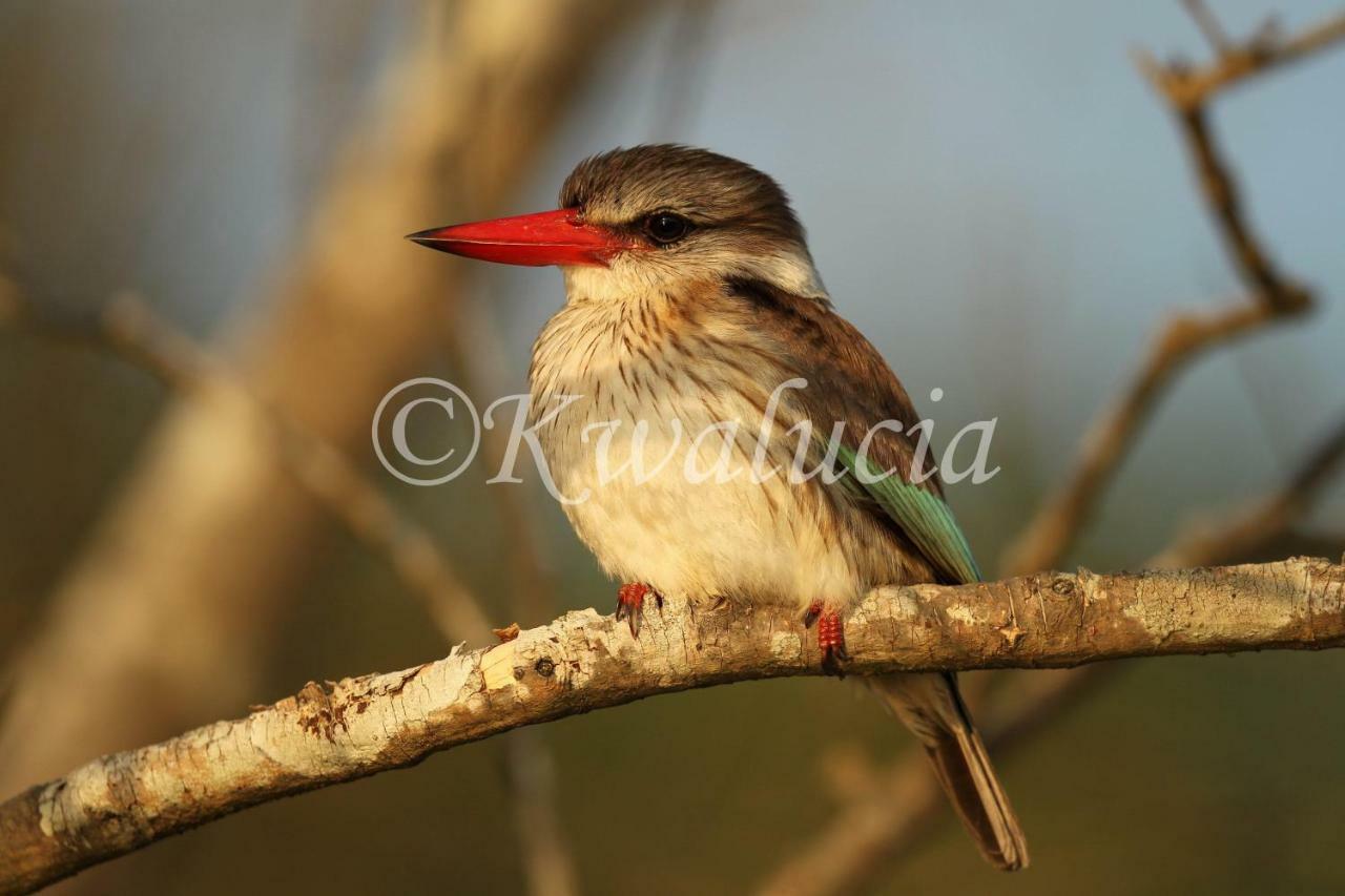 Kwalucia Private Safari Retreat Hotel Saint Lucia Estuary Buitenkant foto